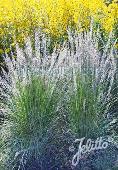 Muhlenbergia lindheimeri Big Muhly